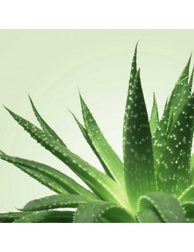 Mixgliss Gel de massage NU Aloe Vera 150 ml enrichie en algues - Huiles de massage - Mixgliss